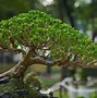 Bonsai Beringin Korea Juara